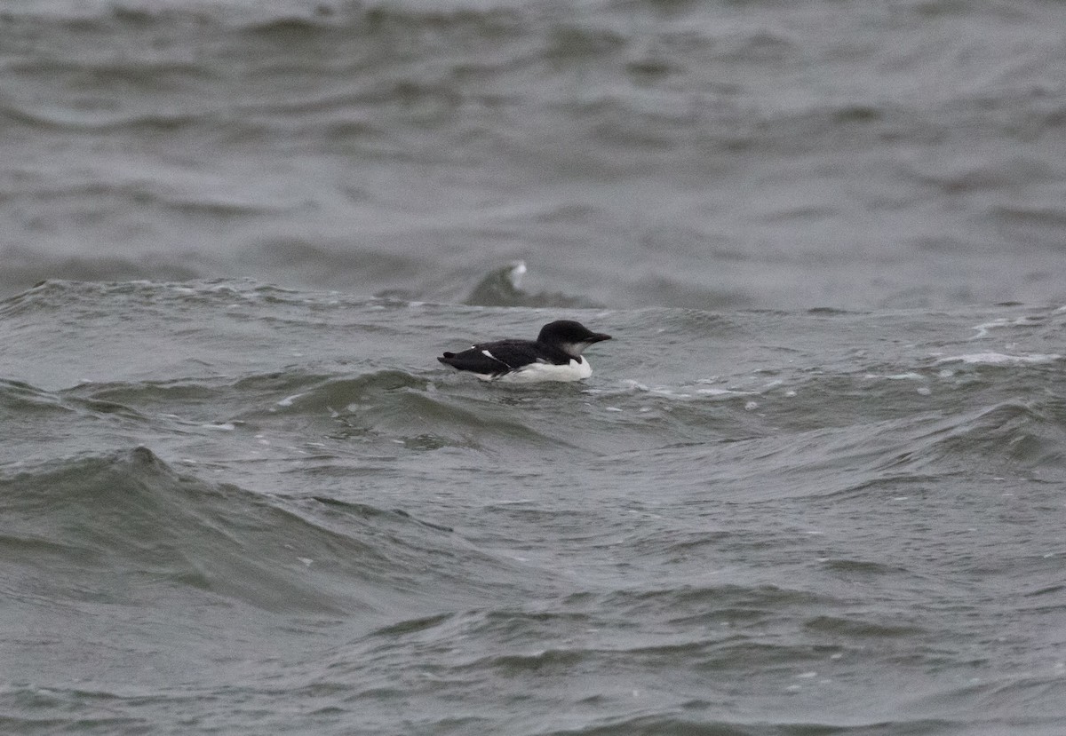 Thick-billed Murre - Paul Mandala