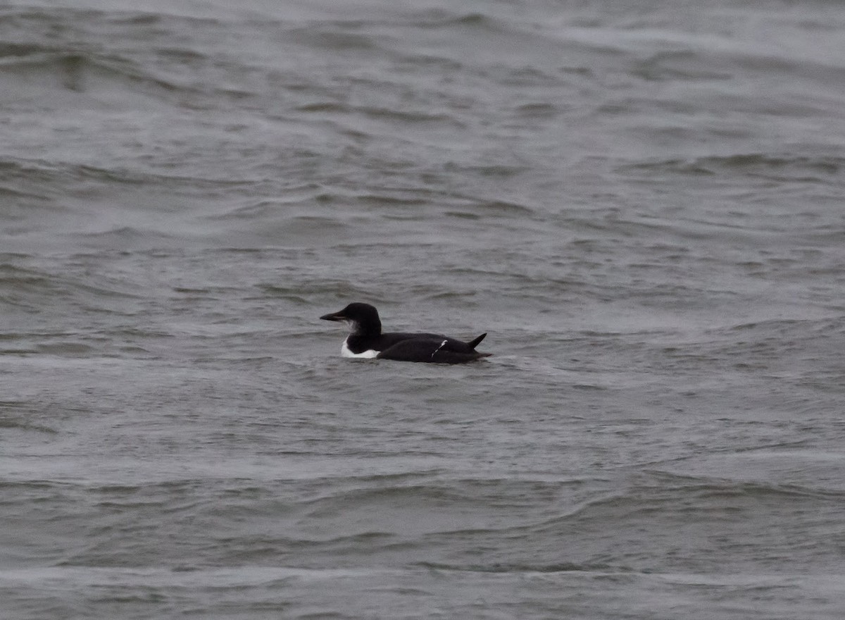 Thick-billed Murre - ML615432212