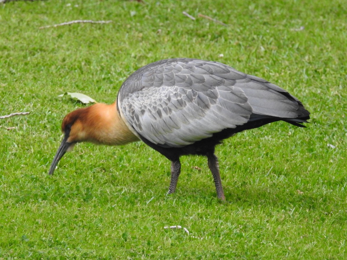 Black-faced Ibis - ML615432242