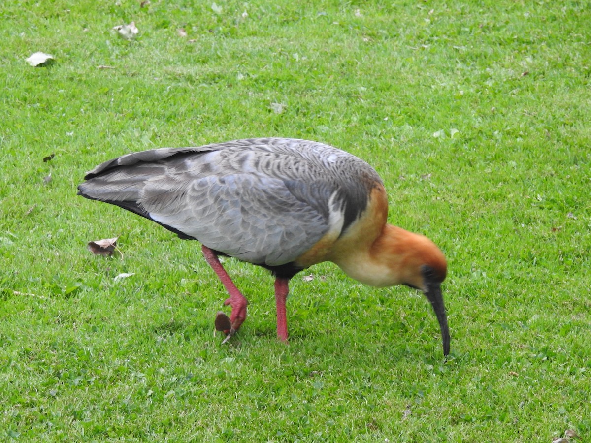 Black-faced Ibis - ML615432244