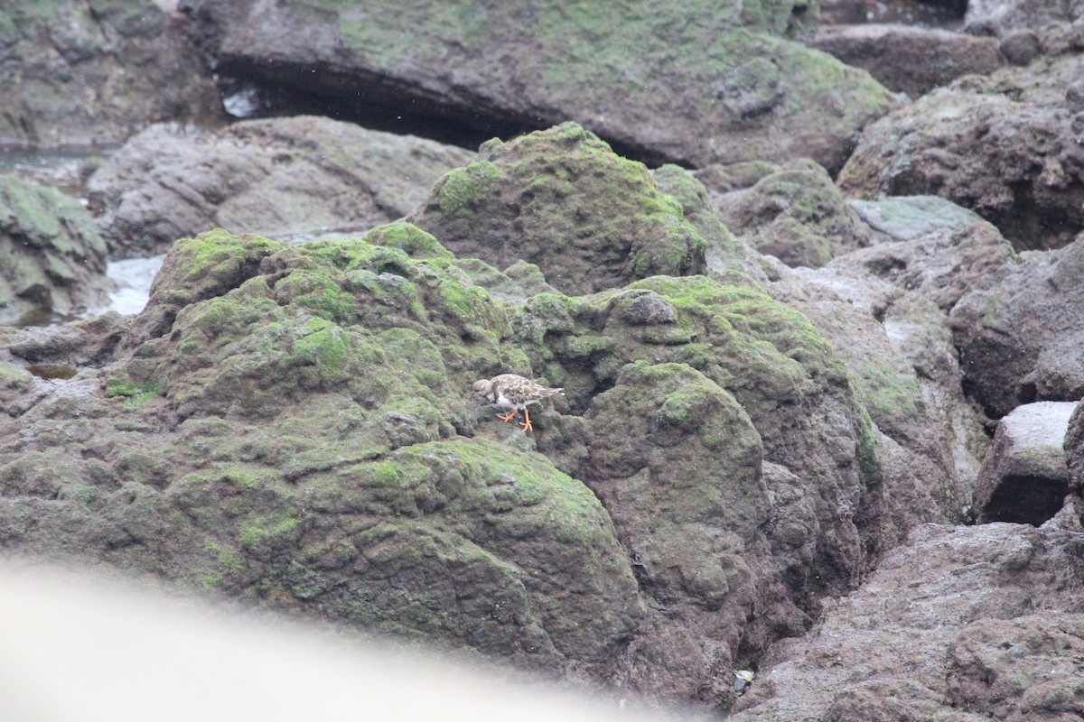 Ruddy Turnstone - ML615432269