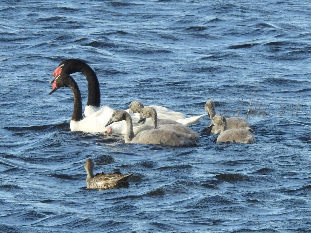 Black-necked Swan - ML615432275