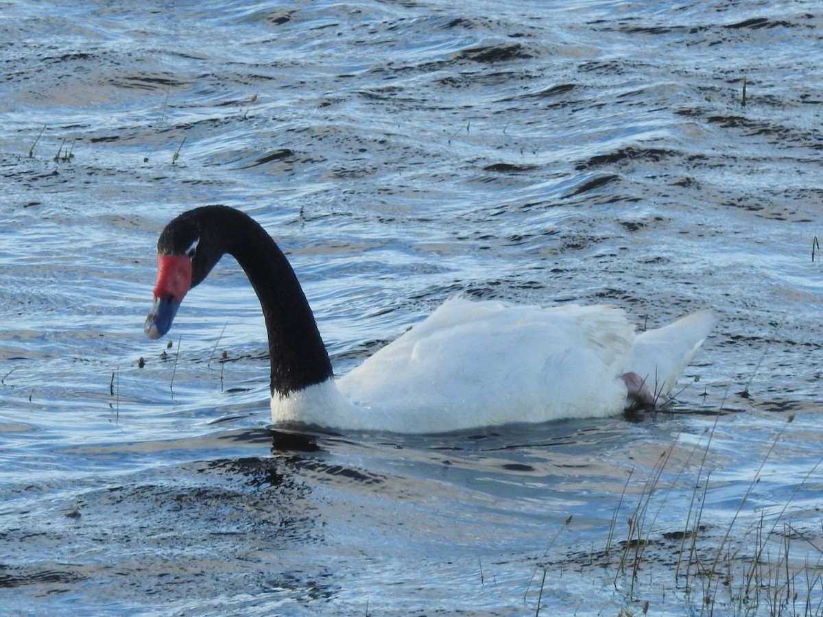 Black-necked Swan - ML615432276