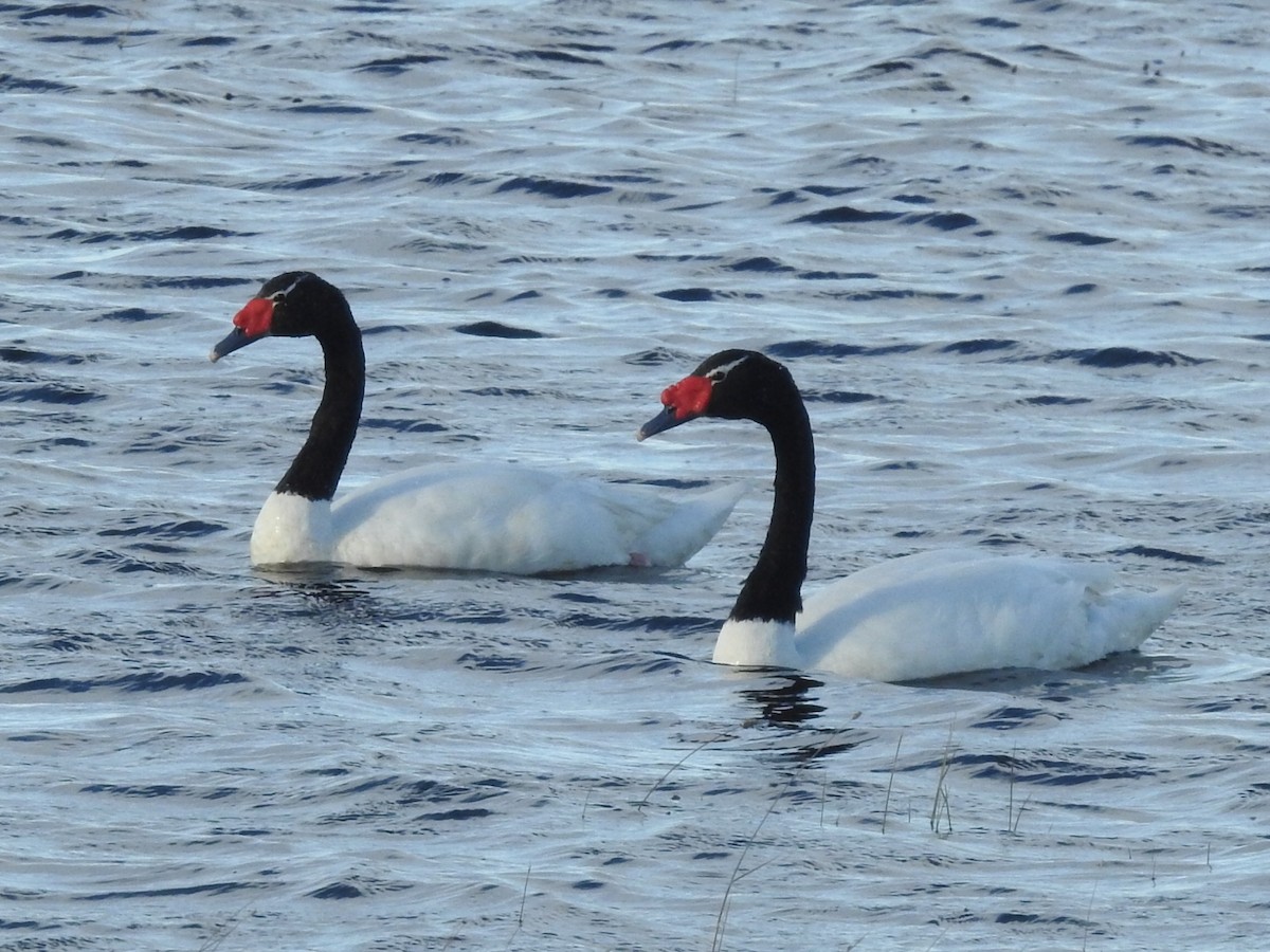 Black-necked Swan - ML615432279