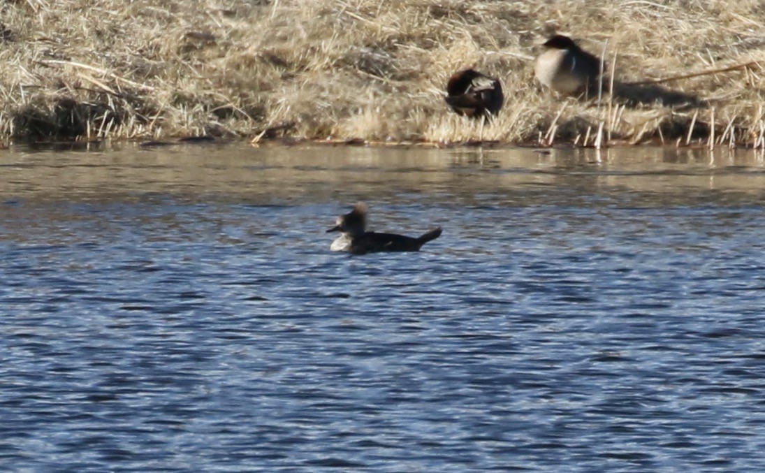 Hooded Merganser - ML615432288