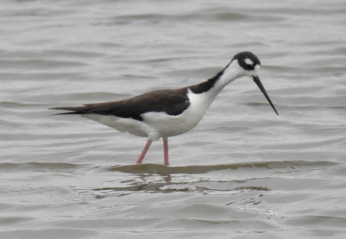 Black-necked Stilt - Van Remsen