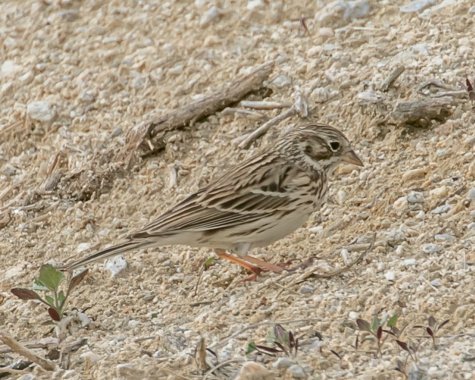 Vesper Sparrow - ML615432328
