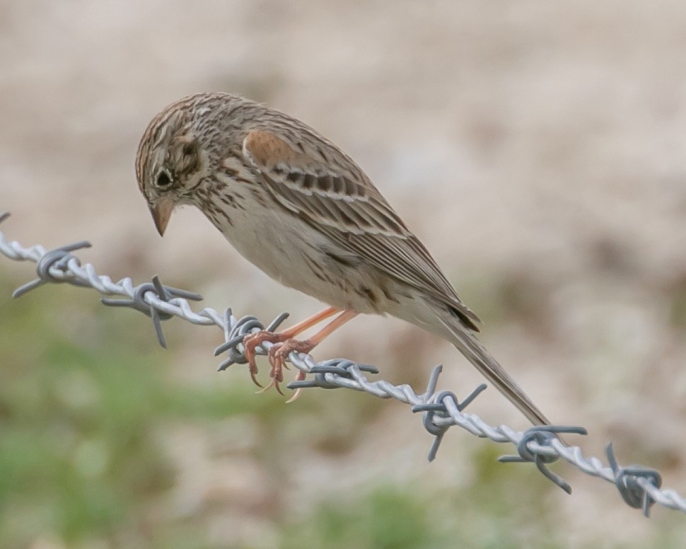 Vesper Sparrow - ML615432332