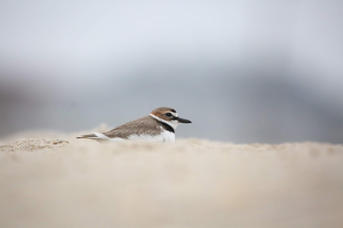 Wilson's Plover - ML615432361