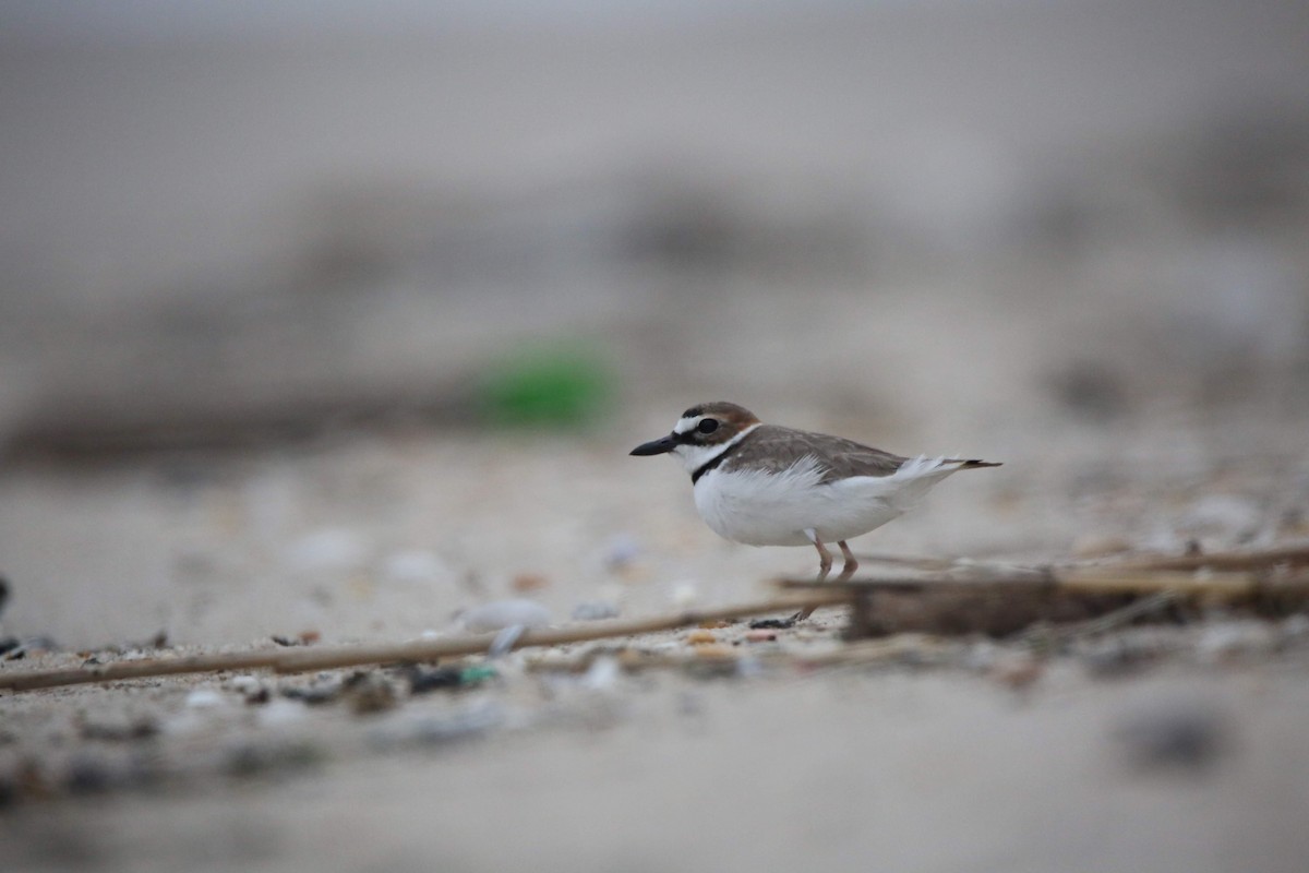 Wilson's Plover - ML615432362