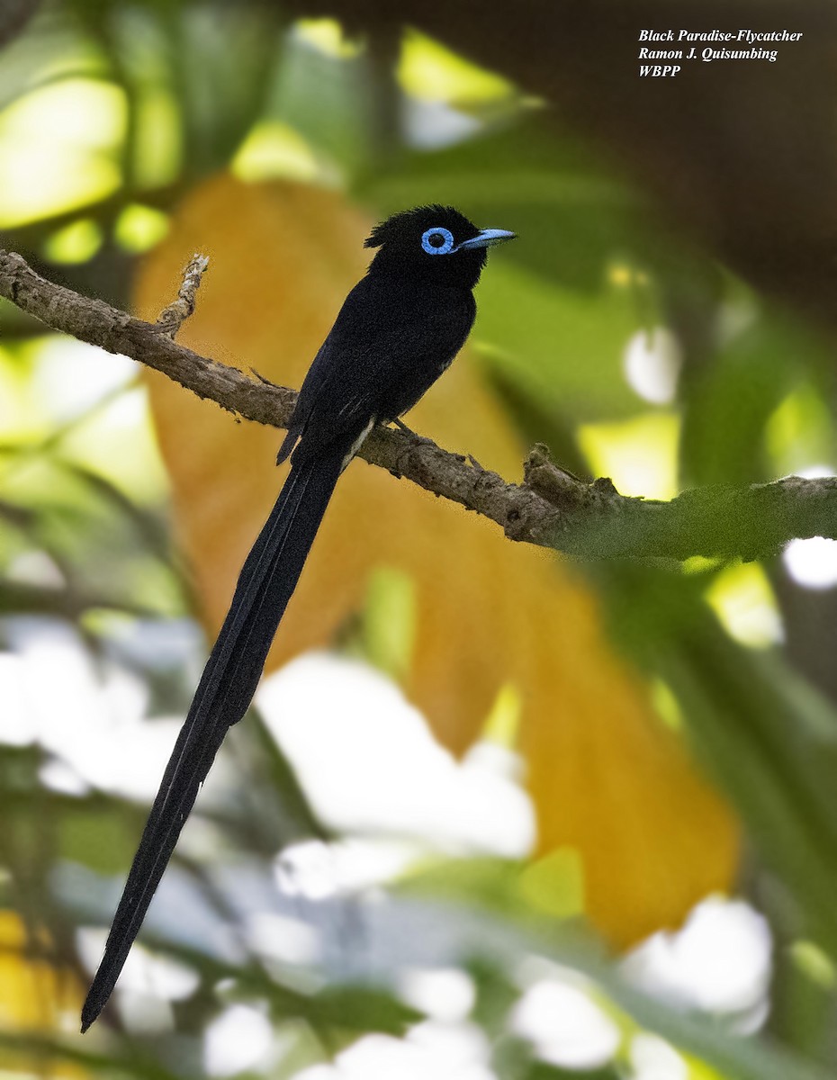 Black Paradise-Flycatcher - ML615432368