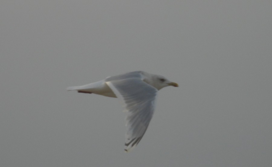Iceland Gull (kumlieni) - Ricardo Hevia