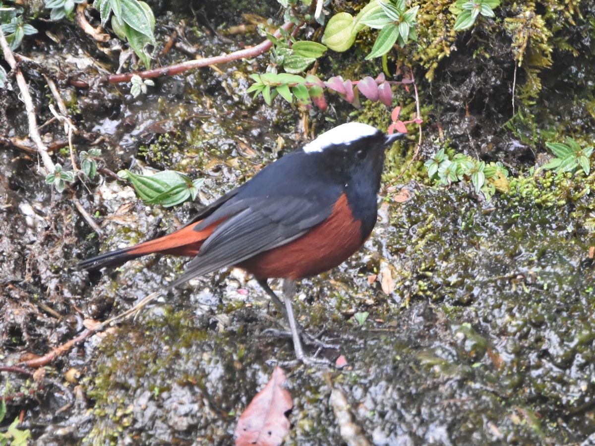 White-capped Redstart - Arup Ghosh