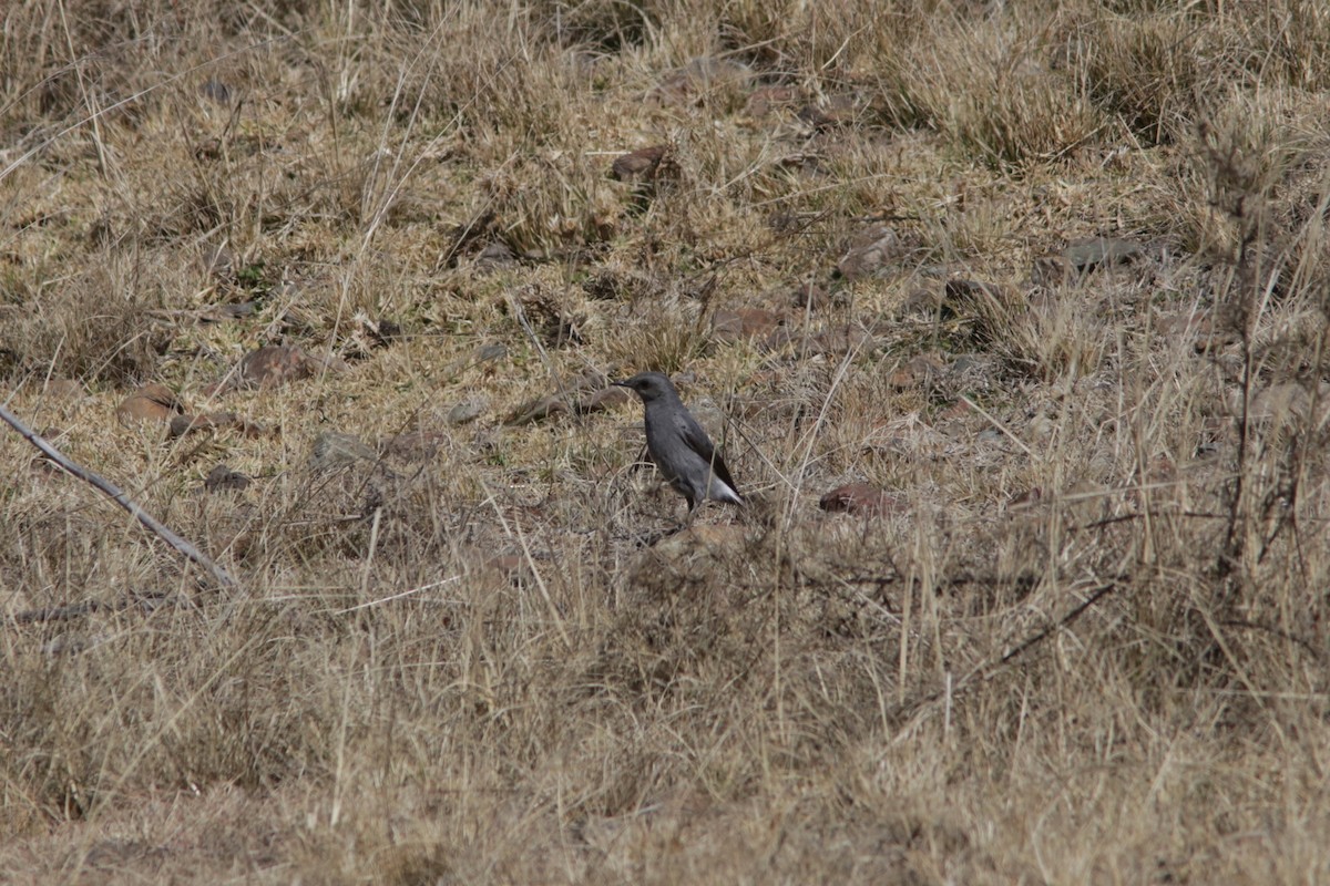 Mountain Wheatear - ML615432460