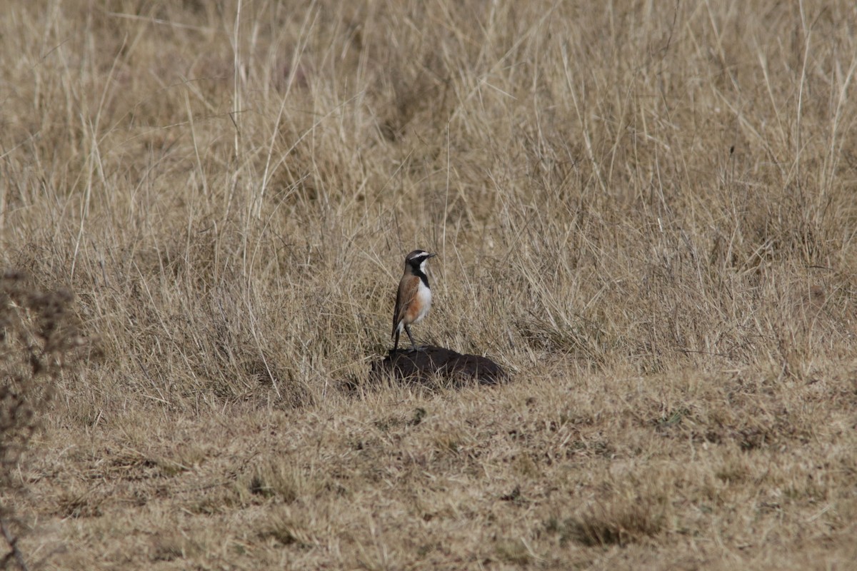 Capped Wheatear - ML615432462