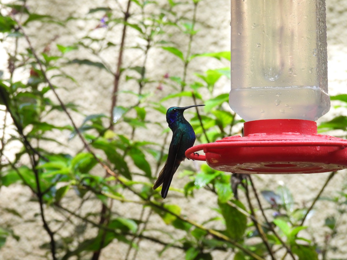 kolibřík modrouchý - ML615432529