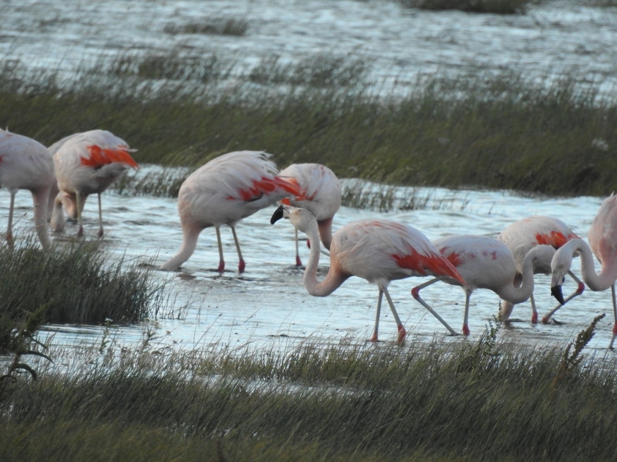 Şili Flamingosu - ML615432543