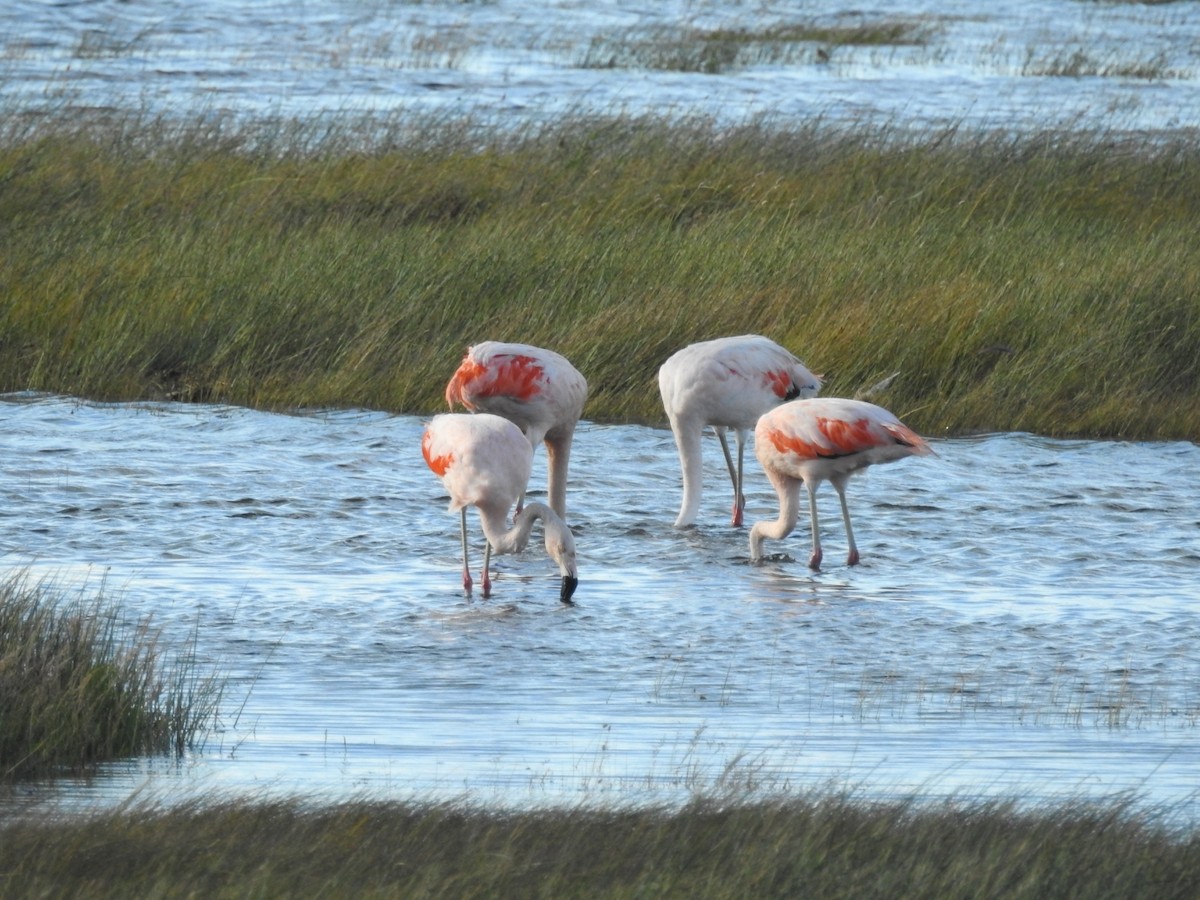 Şili Flamingosu - ML615432546