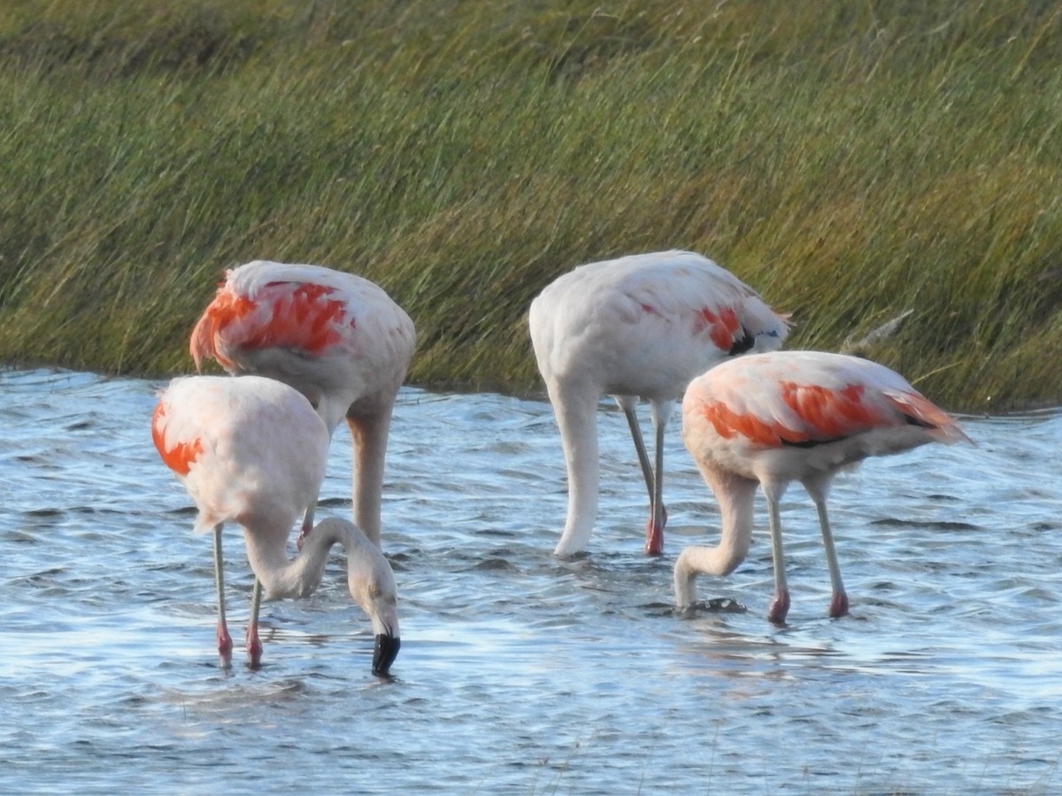 Chilean Flamingo - ML615432547