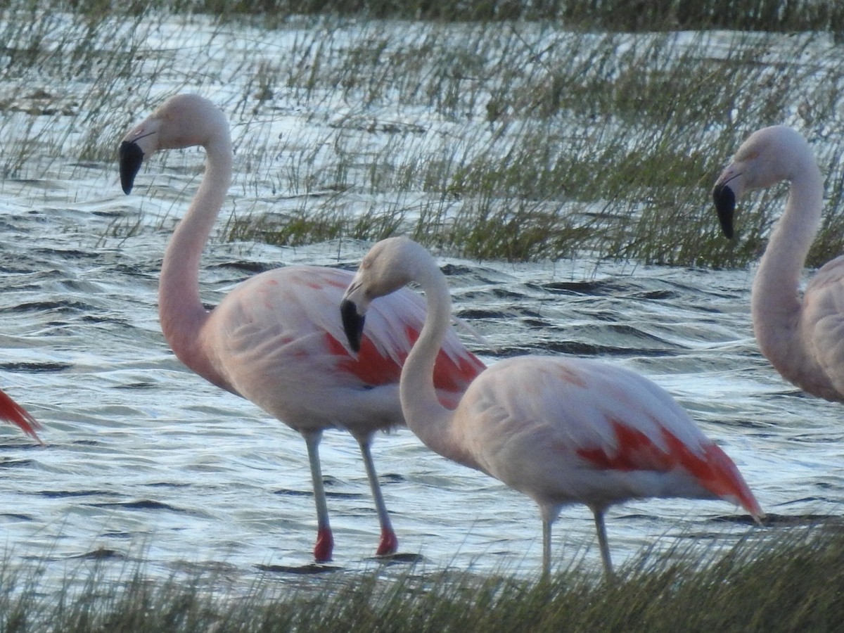 Chilean Flamingo - ML615432548