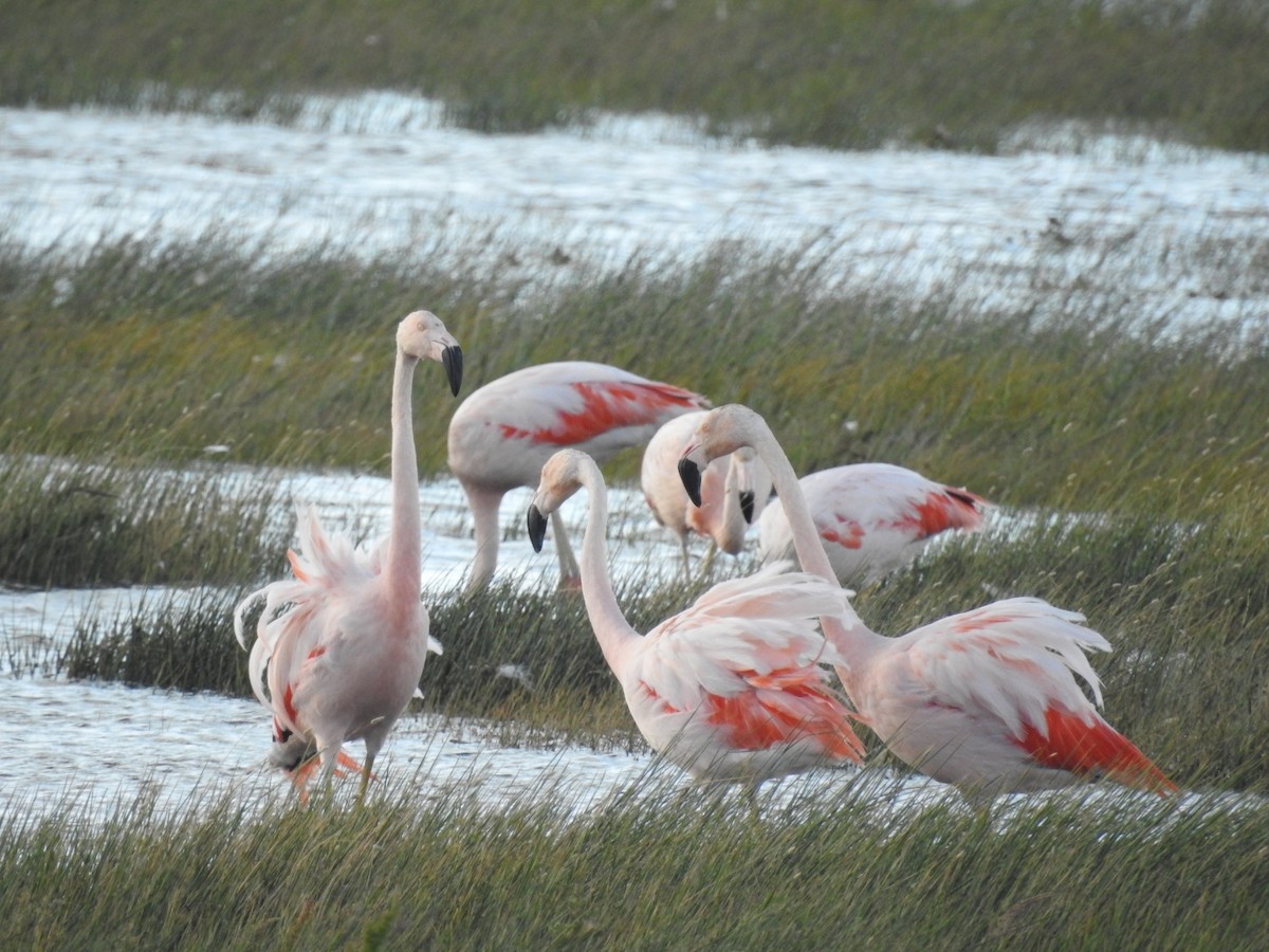 Şili Flamingosu - ML615432549