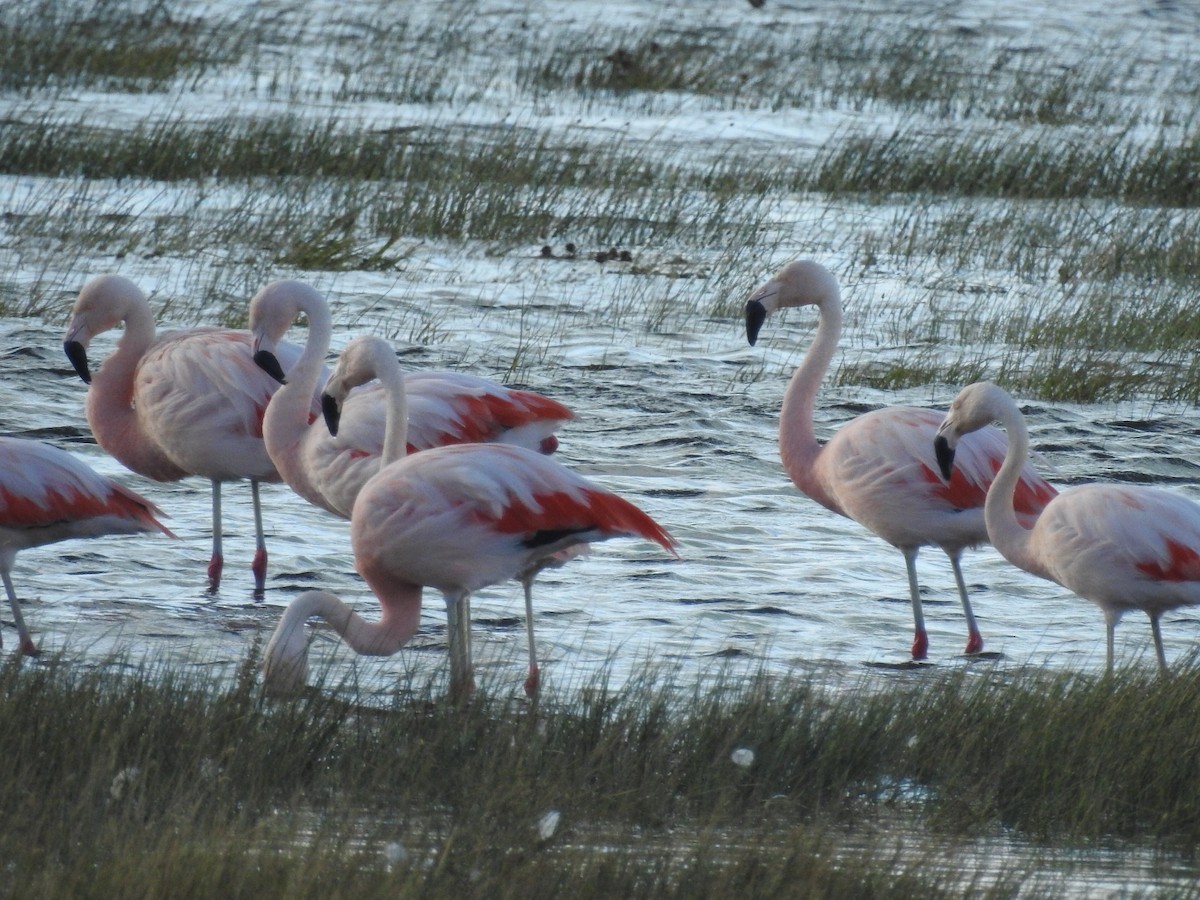 Chilean Flamingo - ML615432550
