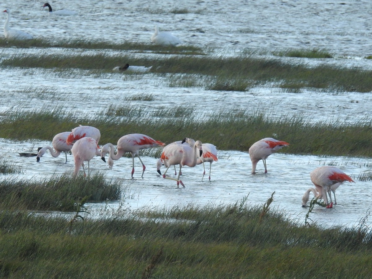 Şili Flamingosu - ML615432551