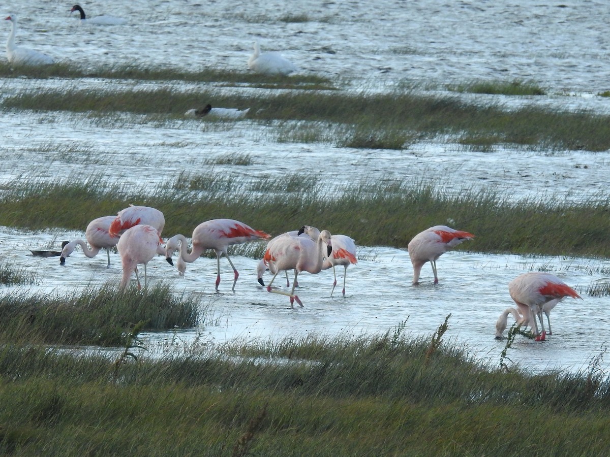 Chilean Flamingo - Daniel Garrigues