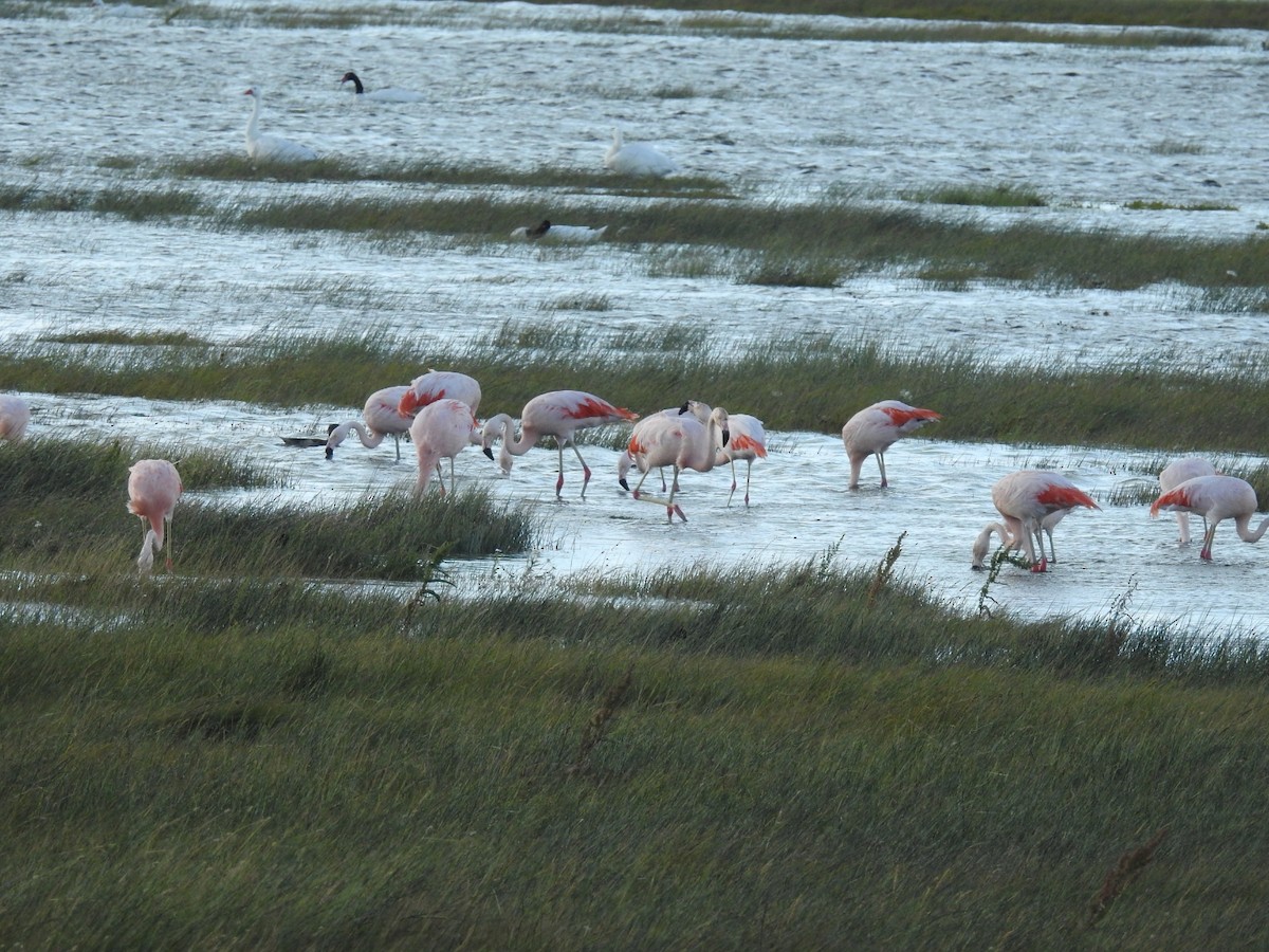 Şili Flamingosu - ML615432552