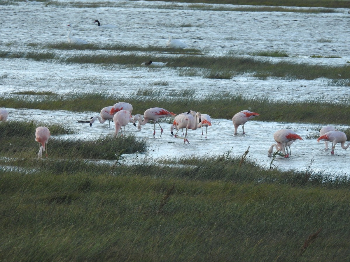 Chileflamingo - ML615432552