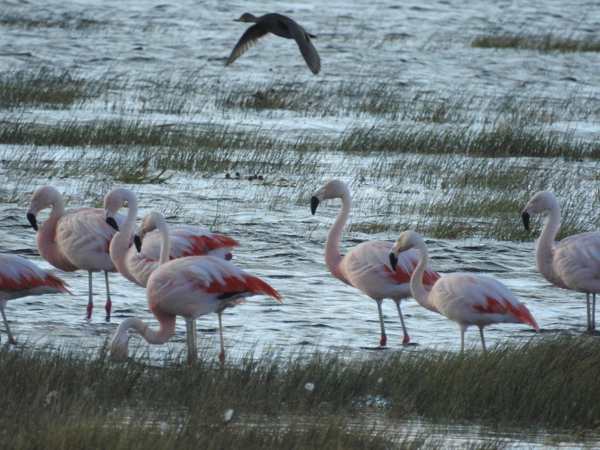 Şili Flamingosu - ML615432553