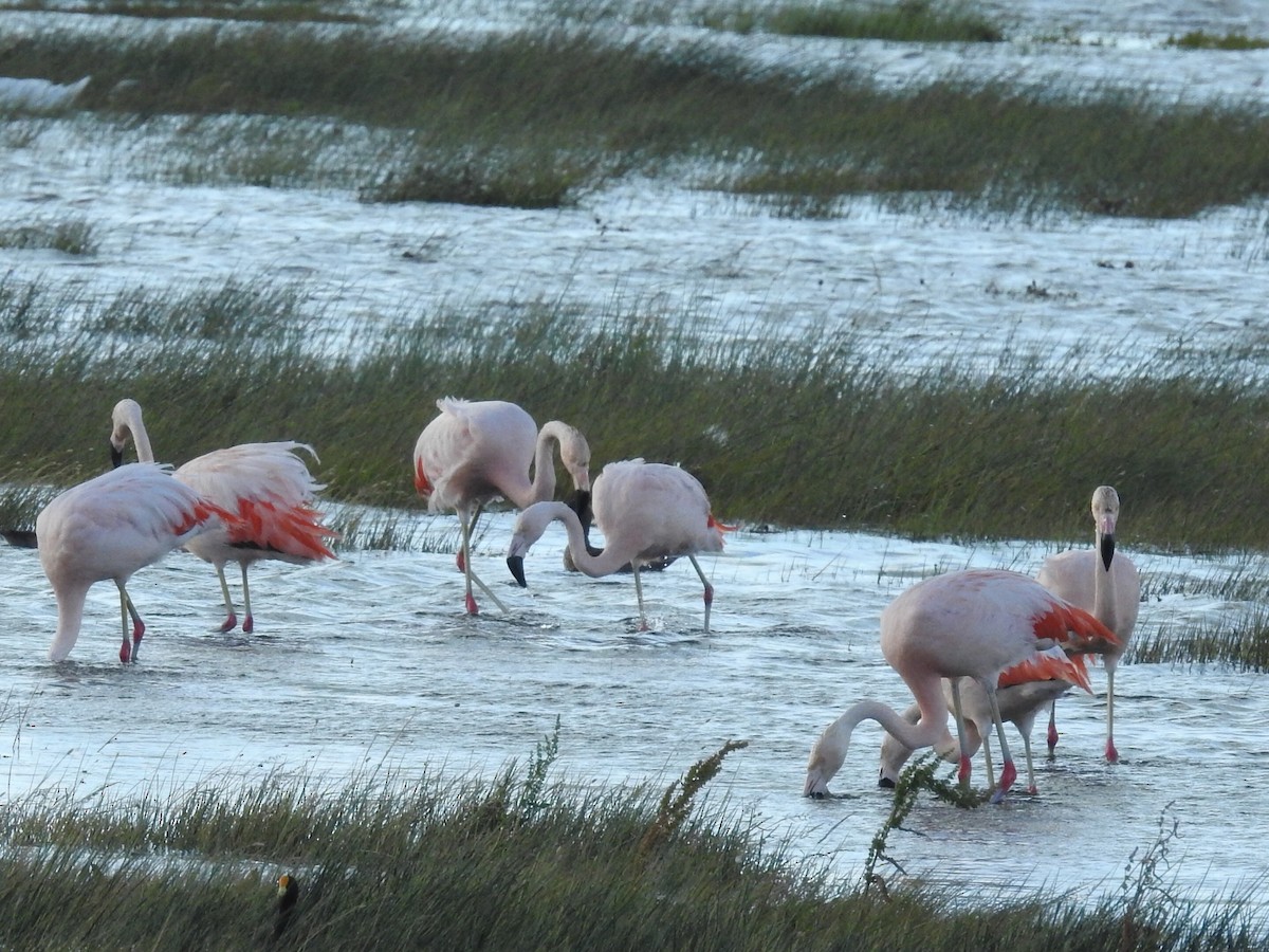 Chilean Flamingo - ML615432554