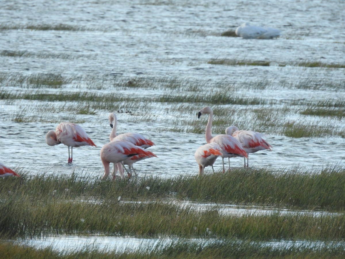 Chilean Flamingo - ML615432555