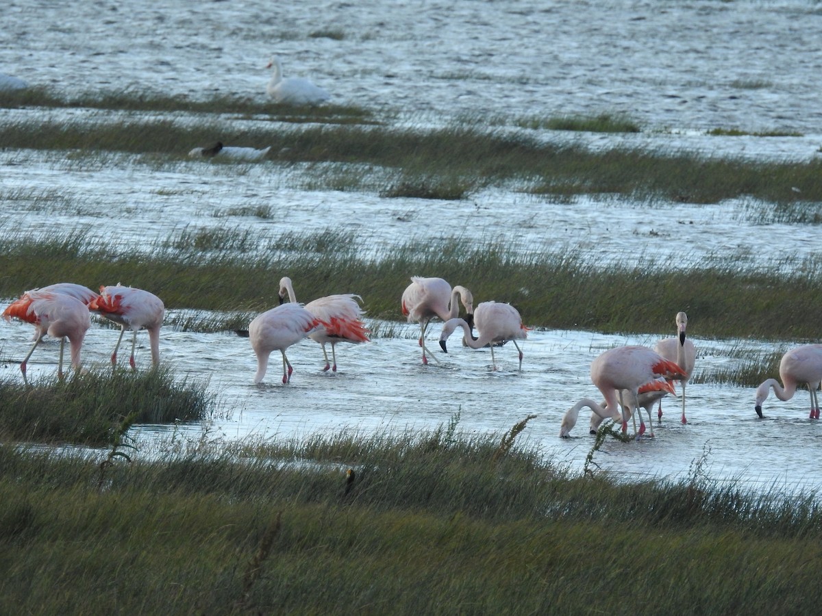 Şili Flamingosu - ML615432556