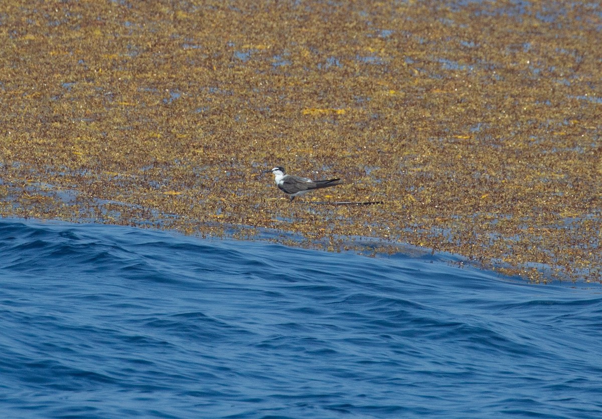 Bridled Tern - ML615432563