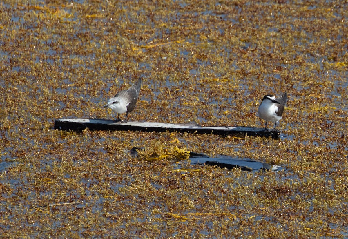 Bridled Tern - Paul Mandala