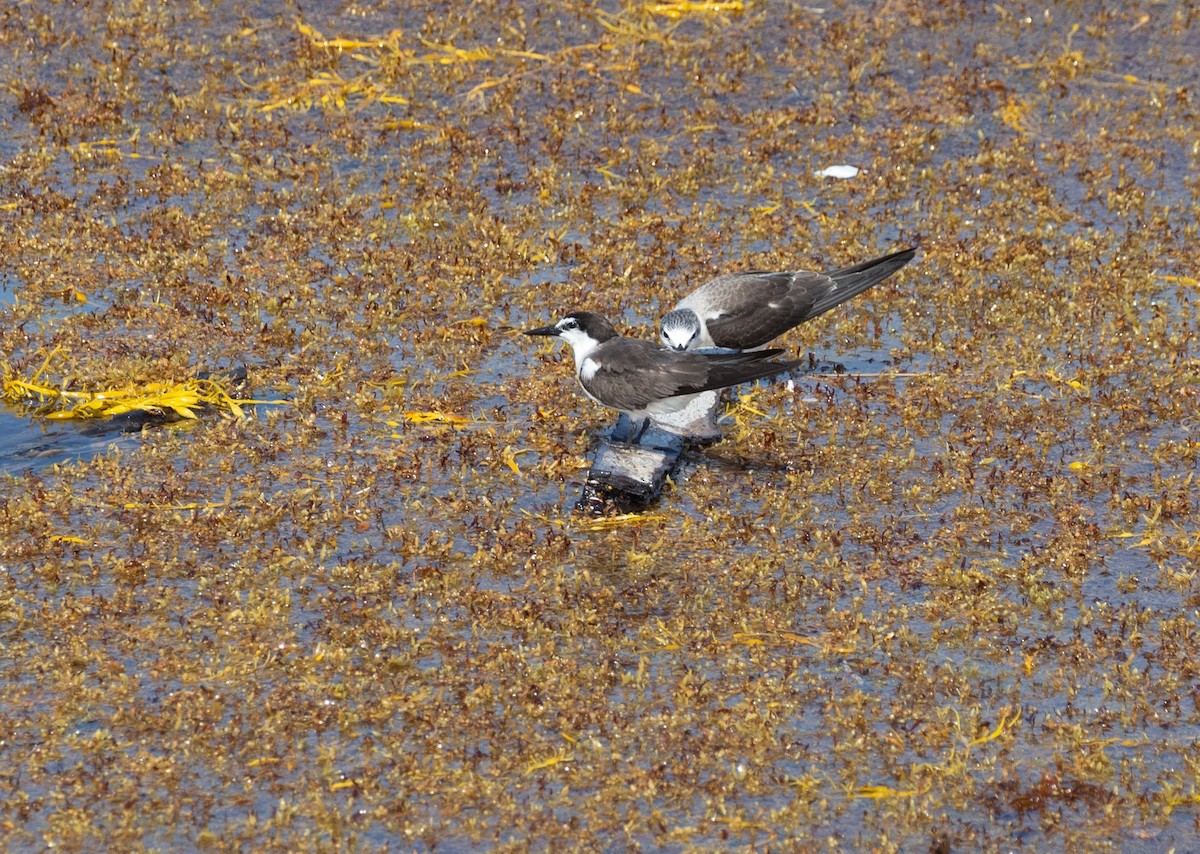 Bridled Tern - ML615432566