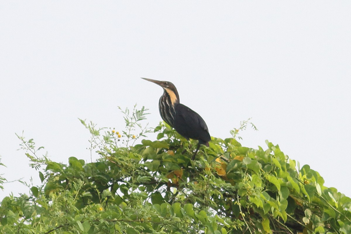 Black Bittern - ML615432569