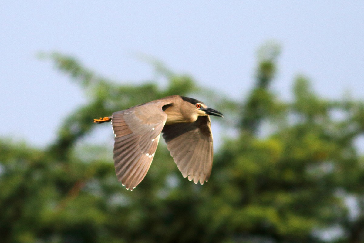 Black-crowned Night Heron - ML615432575