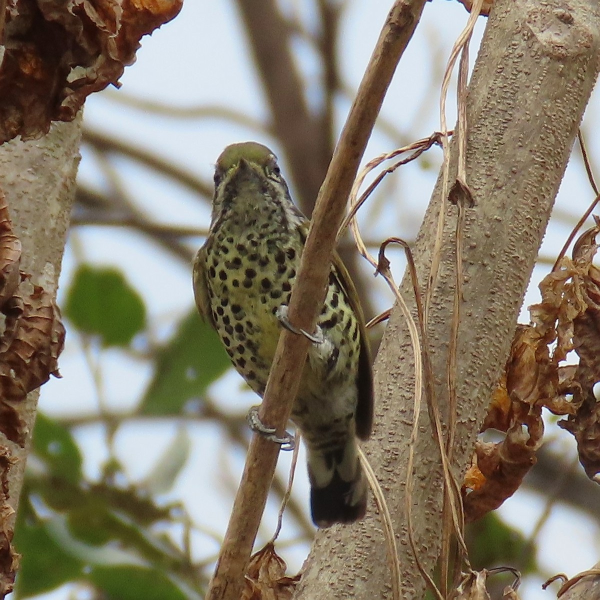 Speckled Piculet - ML615432586