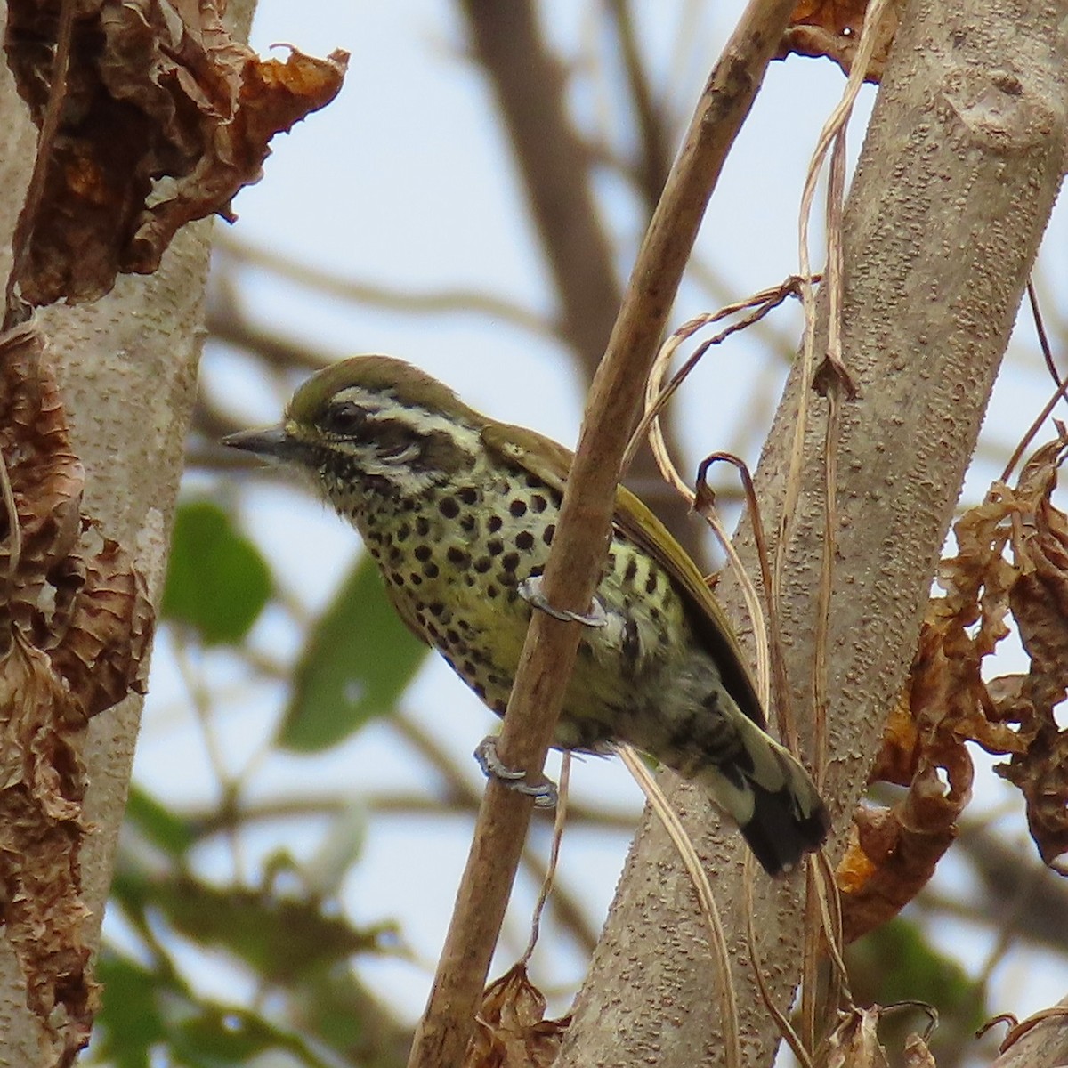 Speckled Piculet - ML615432587