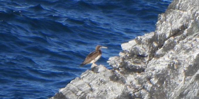 Brown Booby - ML615432601