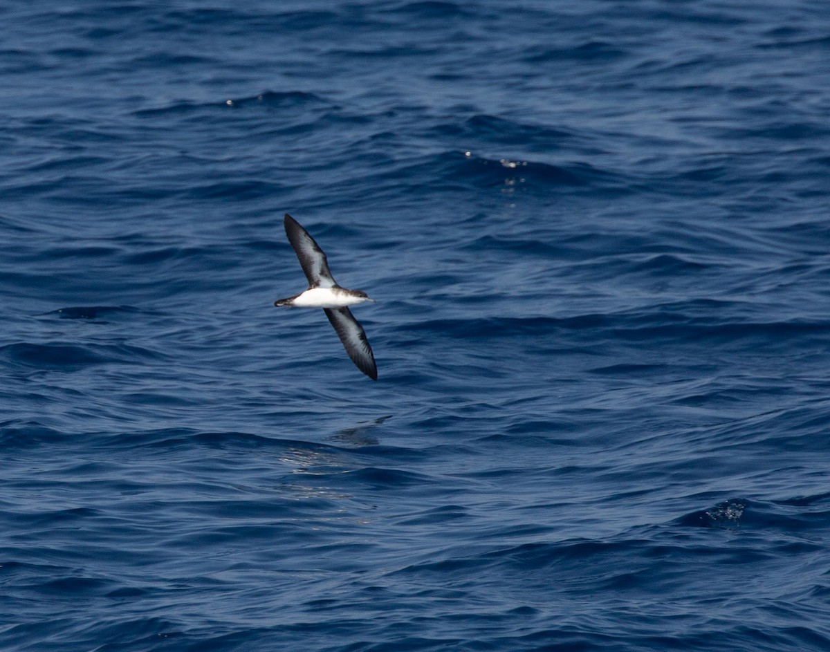 Audubon's Shearwater - Paul Mandala