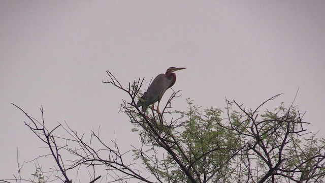 Purple Heron - ML615432622