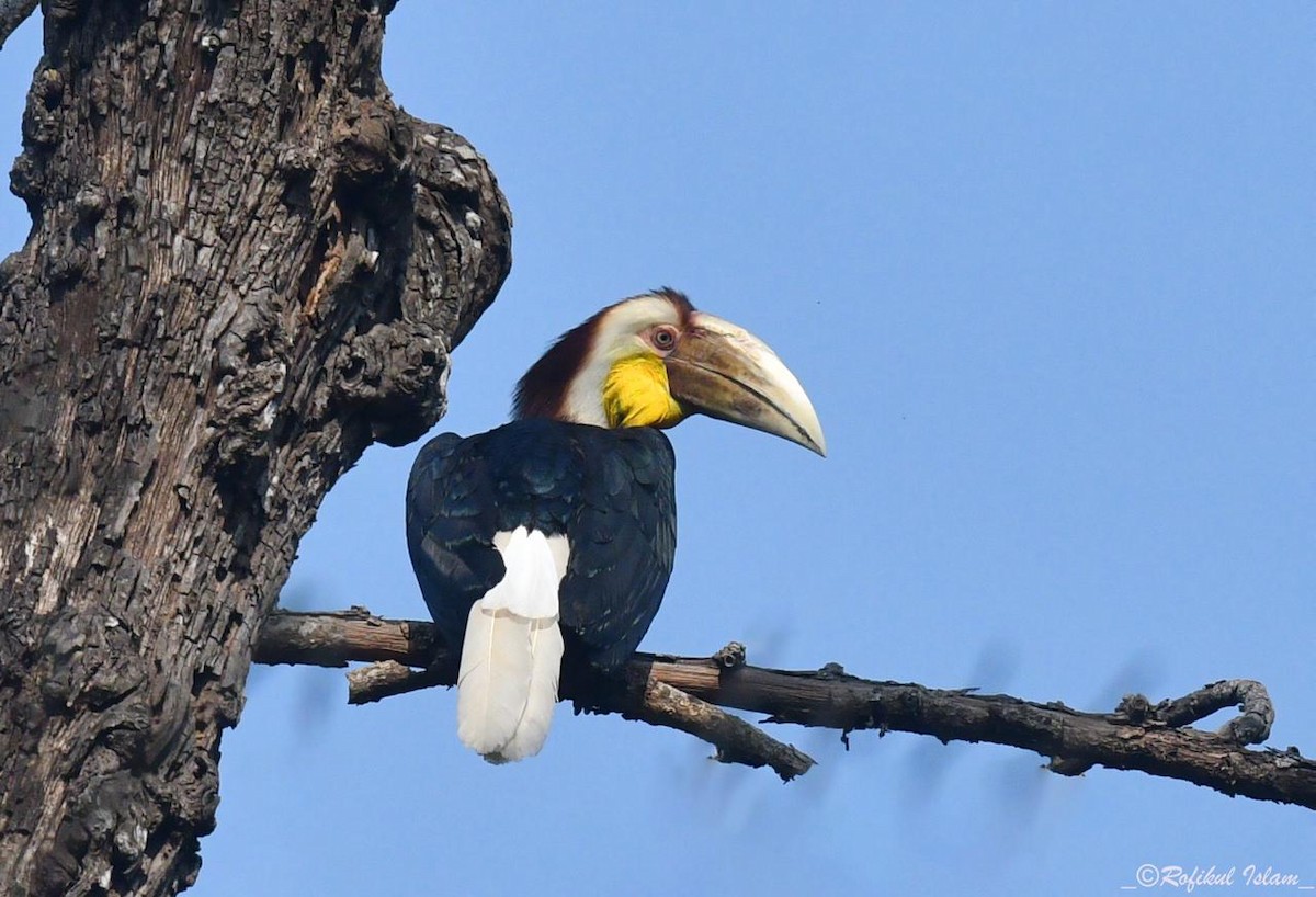 Wreathed Hornbill - ML615432642