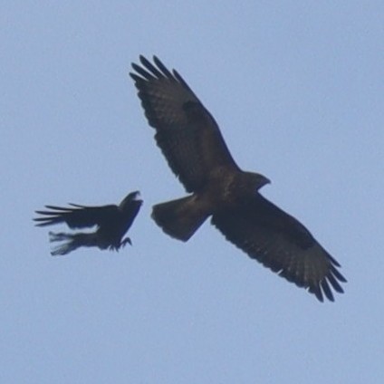 Common Buzzard - Oğuzhan Değirmenci