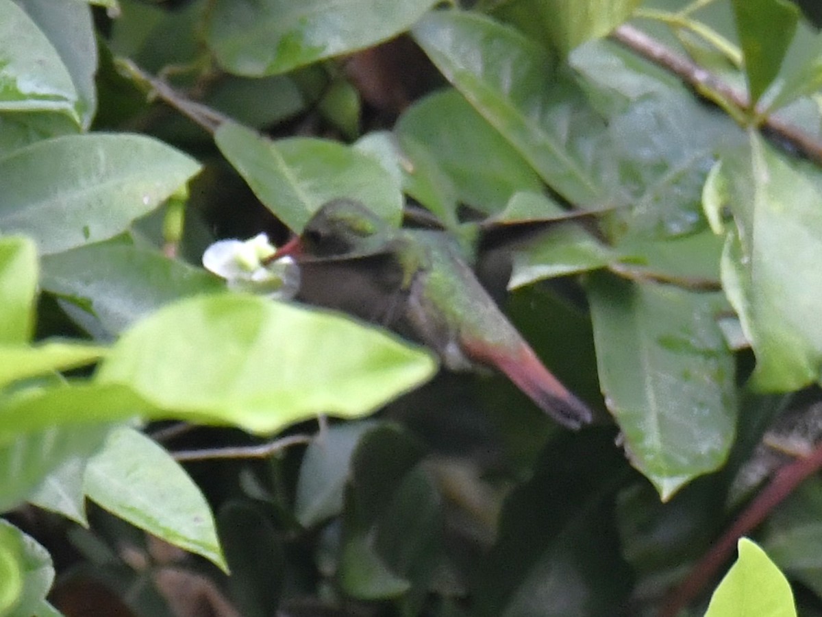 Rufous-tailed Hummingbird - ML615432680