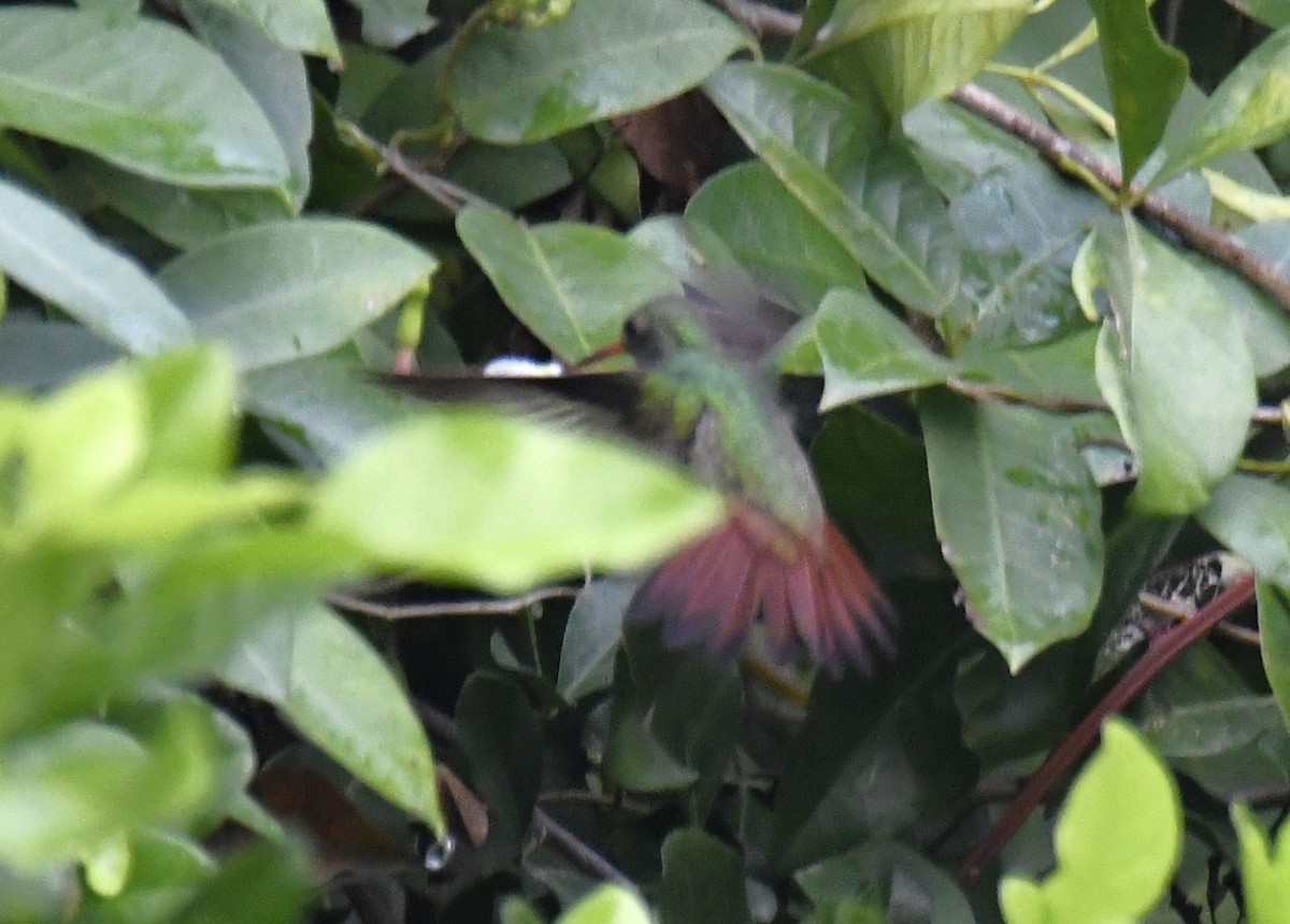 Rufous-tailed Hummingbird - ML615432681