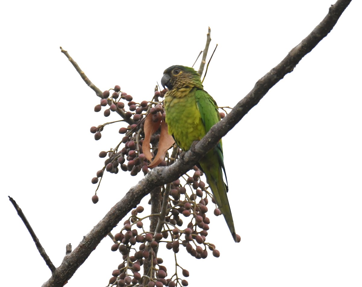 Brown-throated Parakeet - ML615432694