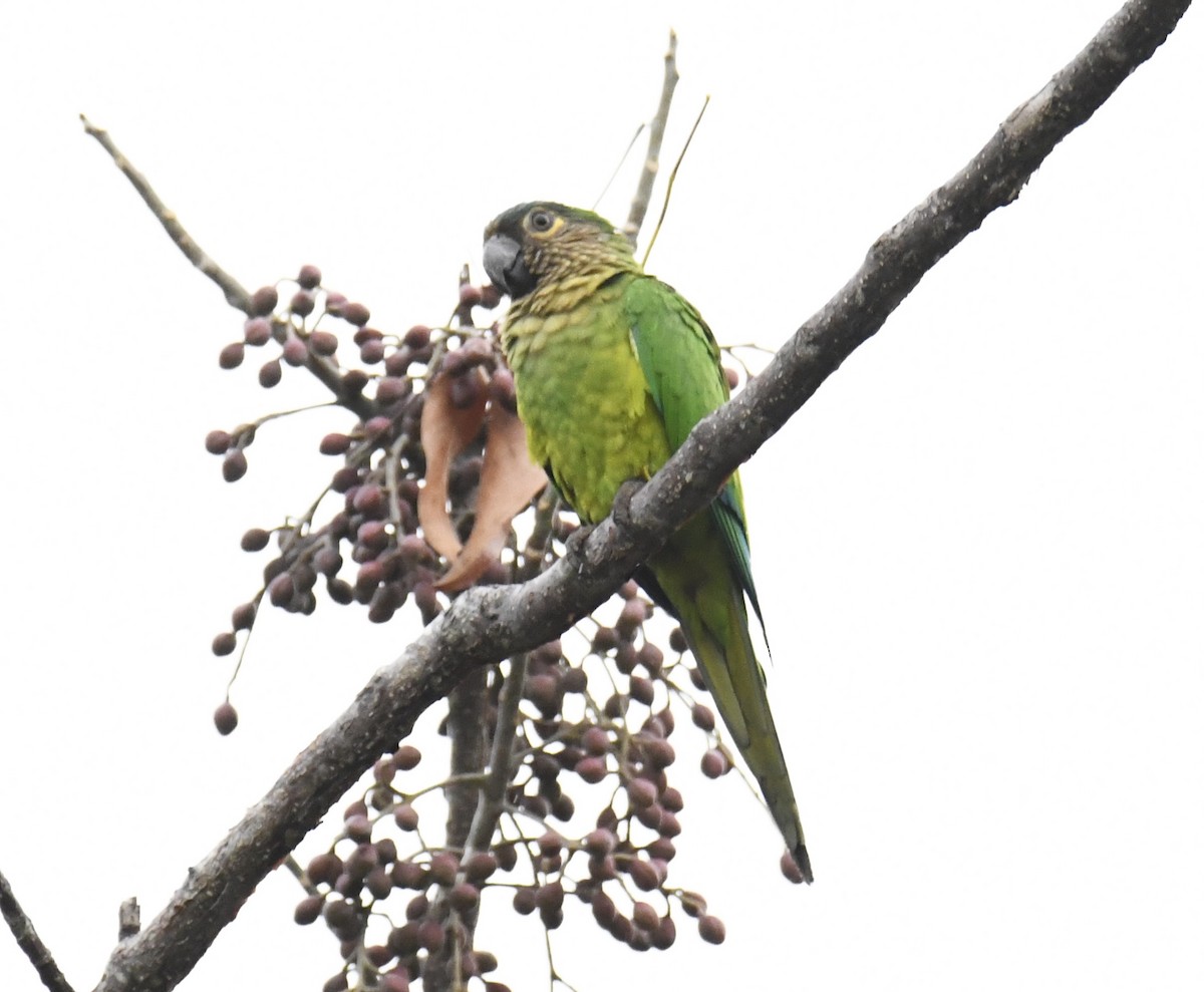 Brown-throated Parakeet - ML615432697